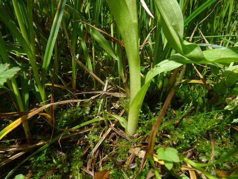 Dactylorhiza incarnata.....da Favogna (BZ)