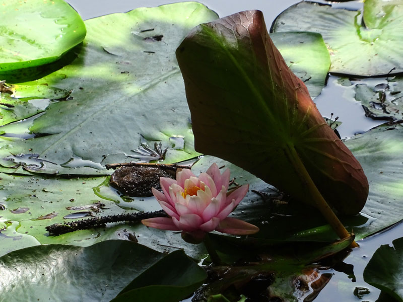 Nymphaea alba var. rosea ?