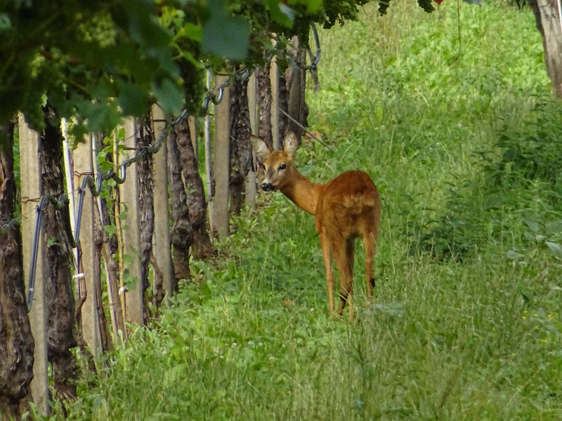 Capreolus capreolus (m. e f.).....sotto un vigneto