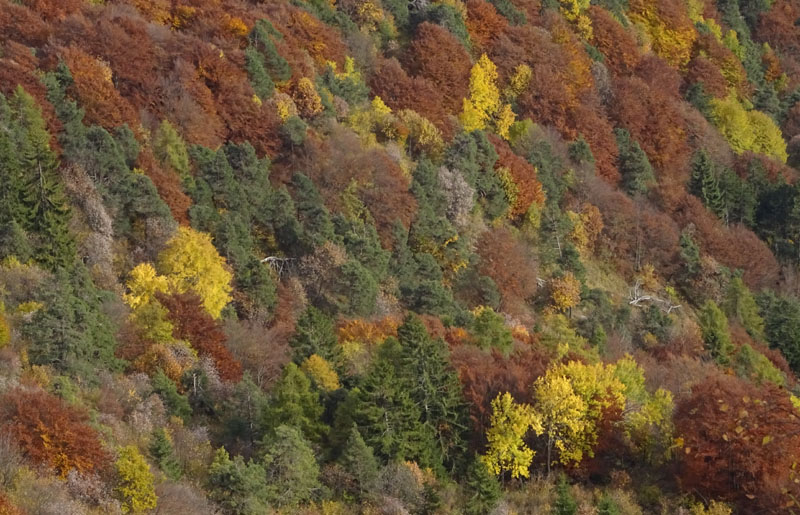 canalone Sud-Est (Geroni) .......del Monte Stivo