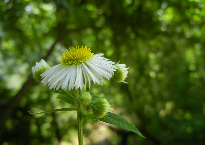 Erigeron annuus