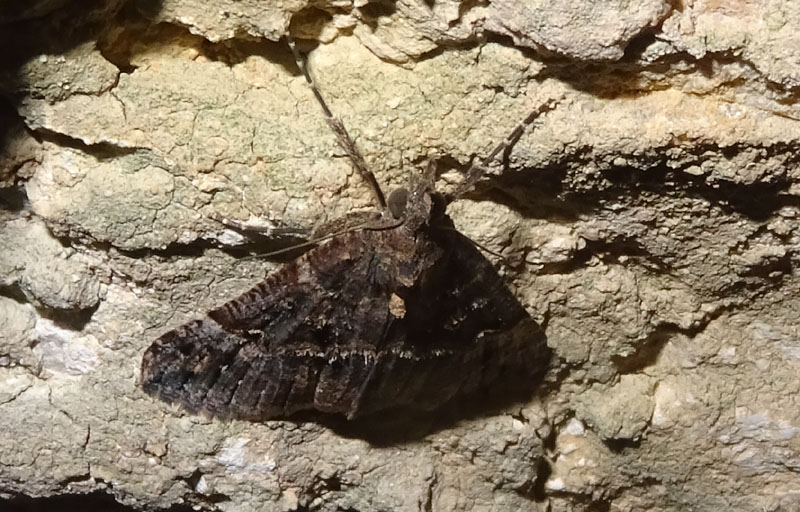 Hypena obsitalis - Erebidae.......dal Trentino