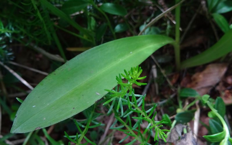 Platanthera bifolia........dal Trentino