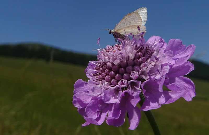 Geometridae....da determinare