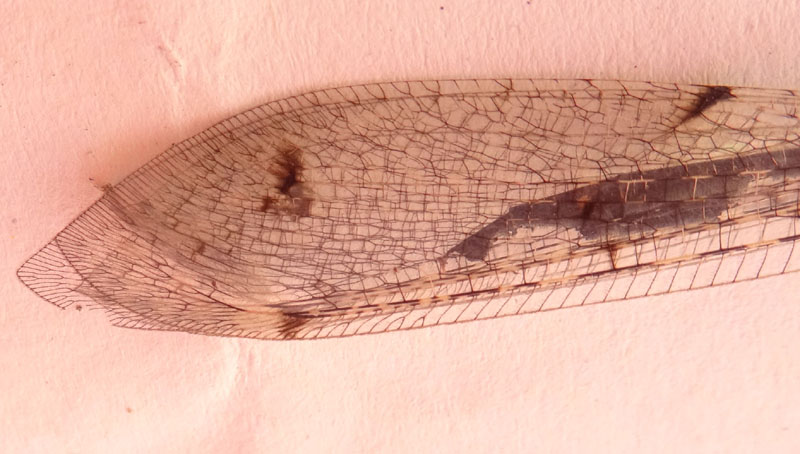 Distoleon tetragrammicus (Myrmeleontidae)