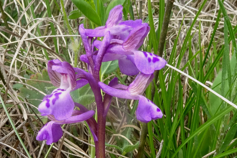 Anacamptis morio....da Cadine (TN)