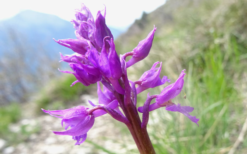 Orchis mascula subsp. speciosa......dal Trentino