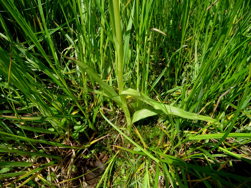 Dactylorhiza incarnata.....da Favogna (BZ)