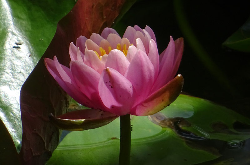 Nymphaea alba var. rosea ?