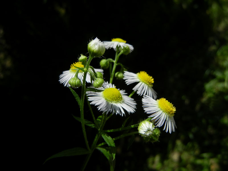 Erigeron annuus