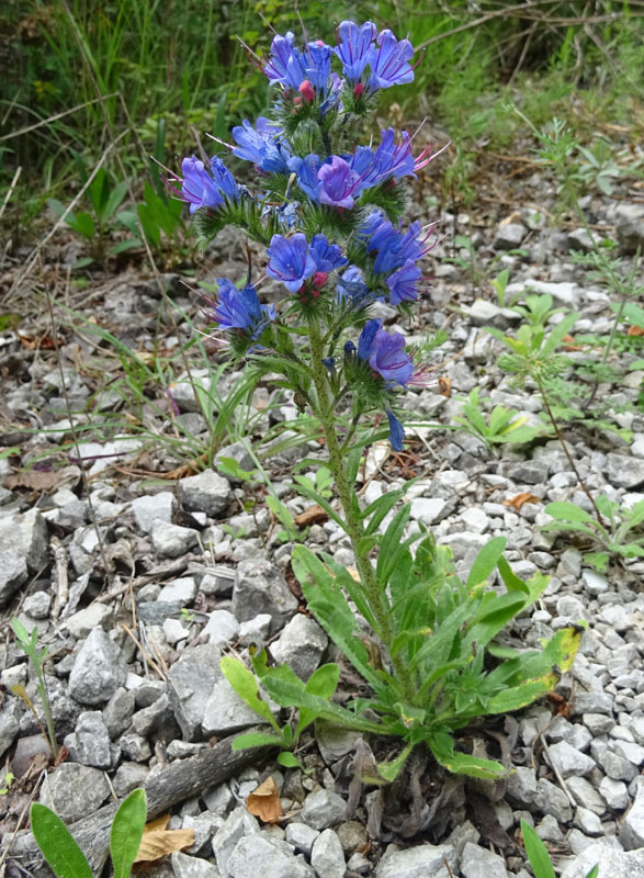 Echium vulgare