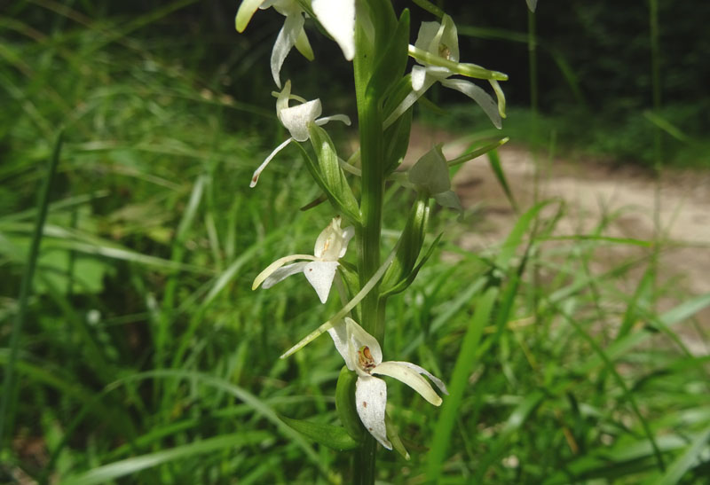 Platanthera bifolia........dal Trentino