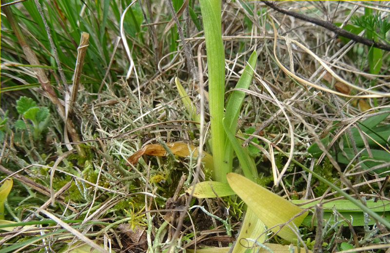 Anacamptis morio....da Cadine (TN)