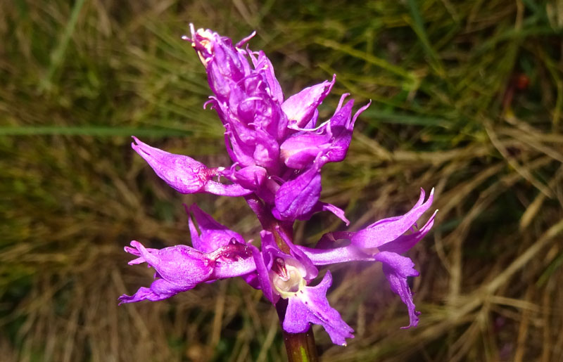 Orchis mascula subsp. speciosa......dal Trentino