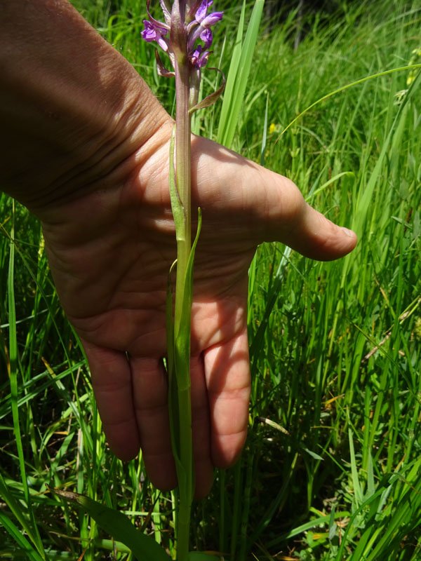 Dactylorhiza incarnata.....da Favogna (BZ)