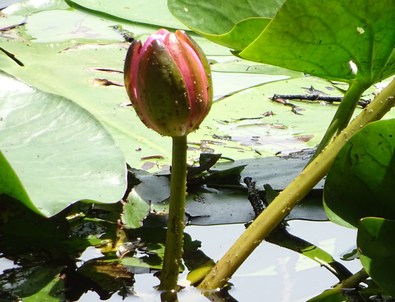 Nymphaea alba var. rosea ?