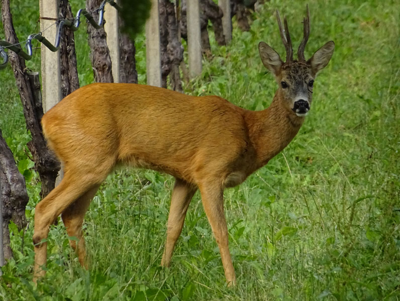 Capreolus capreolus (m. e f.).....sotto un vigneto