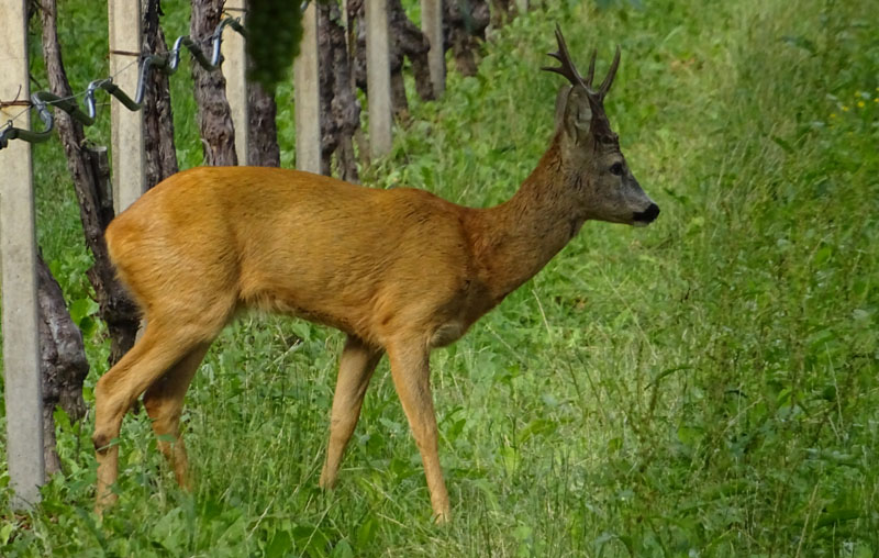 Capreolus capreolus (m. e f.).....sotto un vigneto