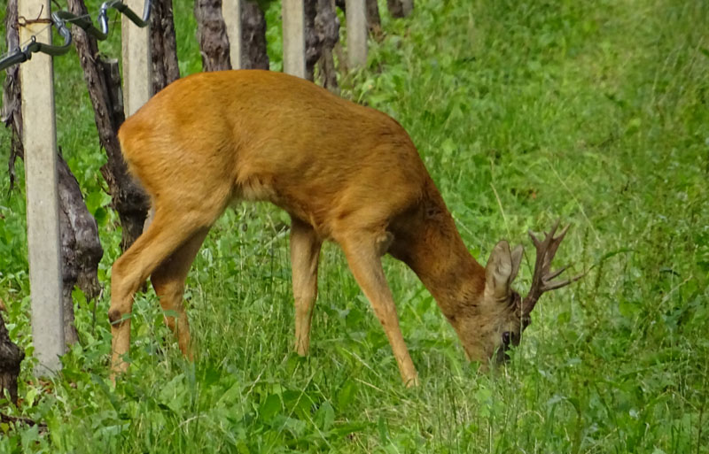 Capreolus capreolus (m. e f.).....sotto un vigneto