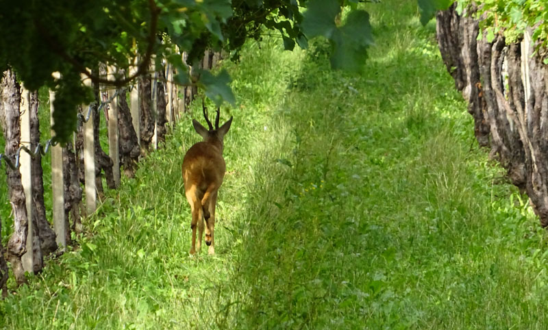 Capreolus capreolus (m. e f.).....sotto un vigneto