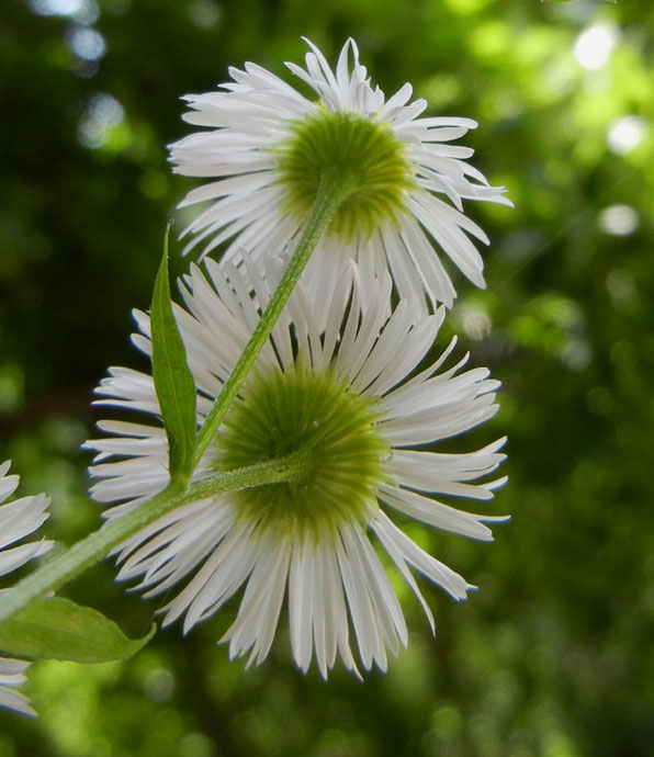 Erigeron annuus