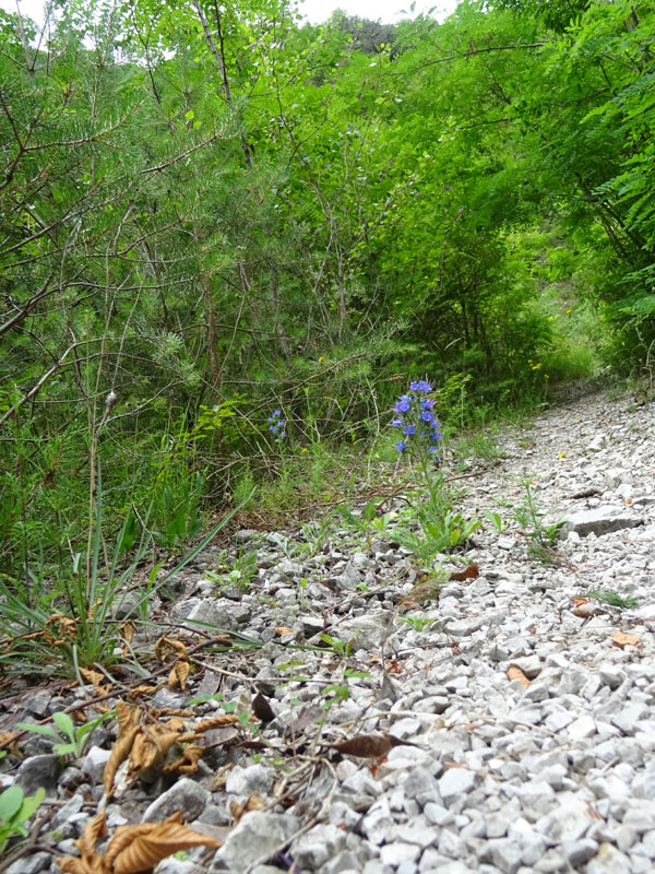 Echium vulgare