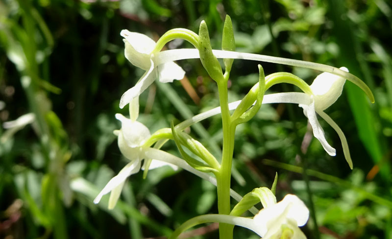 Platanthera bifolia........dal Trentino