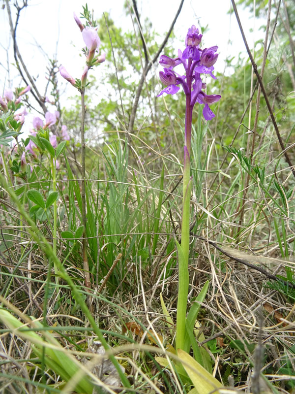 Anacamptis morio....da Cadine (TN)