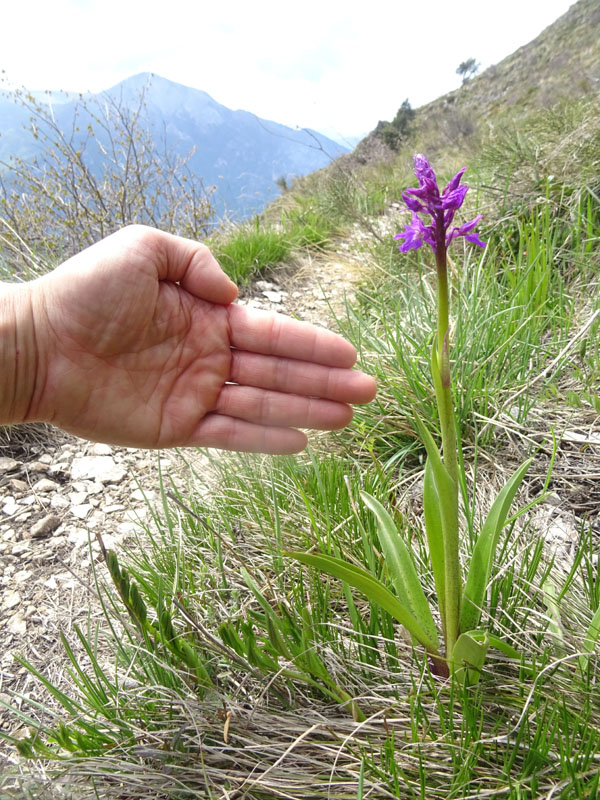 Orchis mascula subsp. speciosa......dal Trentino