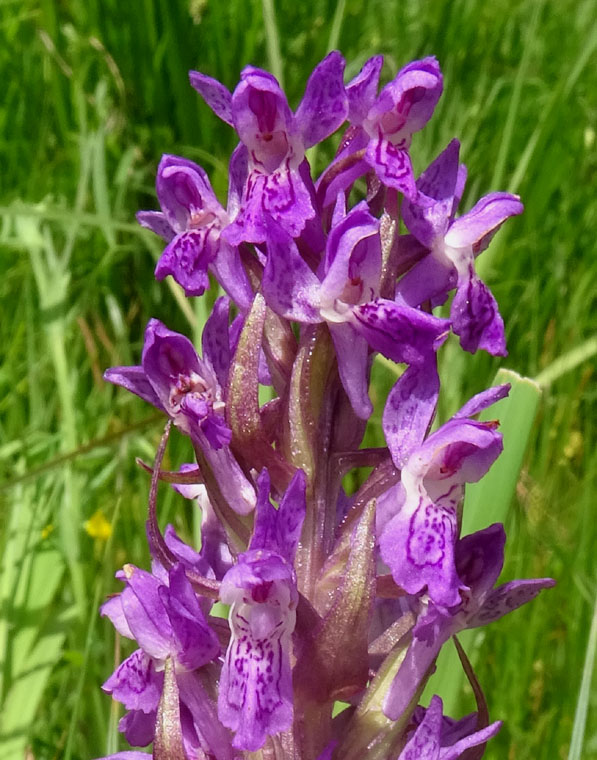 Dactylorhiza incarnata.....da Favogna (BZ)