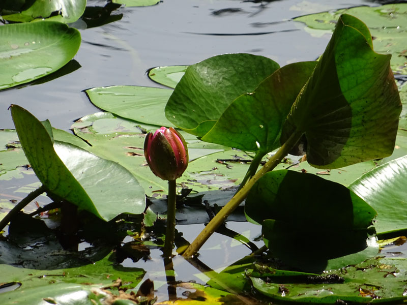 Nymphaea alba var. rosea ?