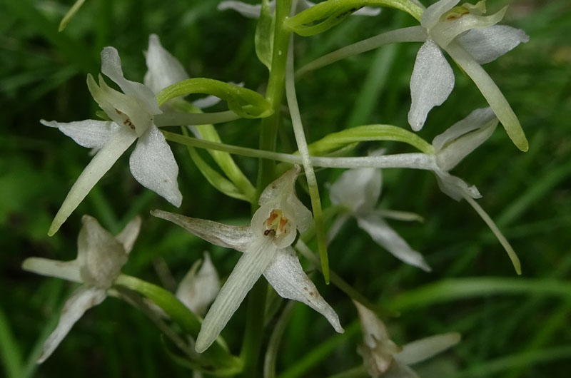 Platanthera bifolia........dal Trentino