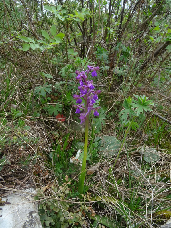 Anacamptis morio....da Cadine (TN)