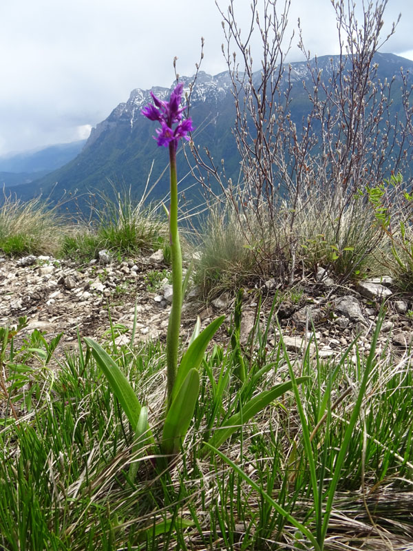 Orchis mascula subsp. speciosa......dal Trentino