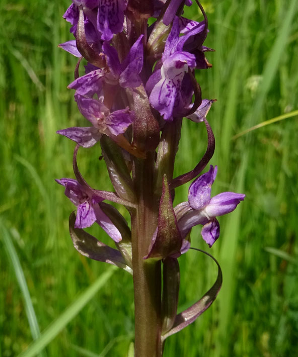 Dactylorhiza incarnata.....da Favogna (BZ)