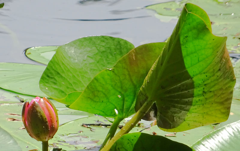 Nymphaea alba var. rosea ?