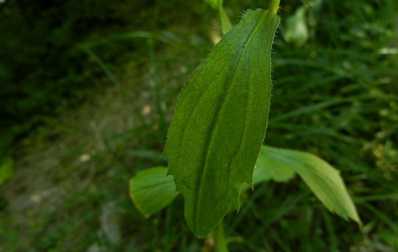 Erigeron annuus