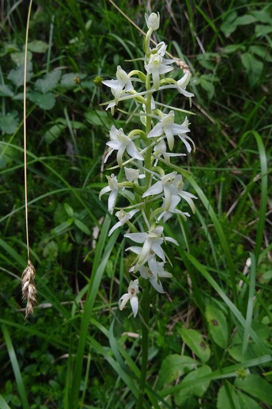 Platanthera bifolia........dal Trentino