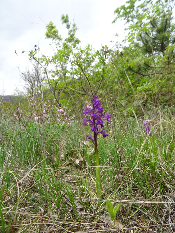 Anacamptis morio....da Cadine (TN)