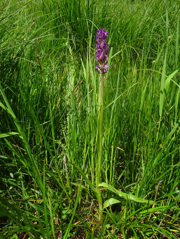 Dactylorhiza incarnata.....da Favogna (BZ)