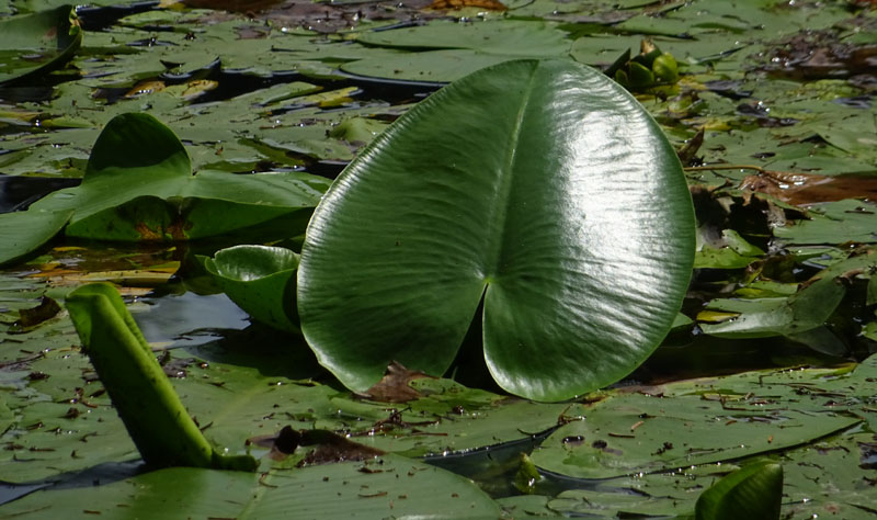 Nymphaea alba var. rosea ?