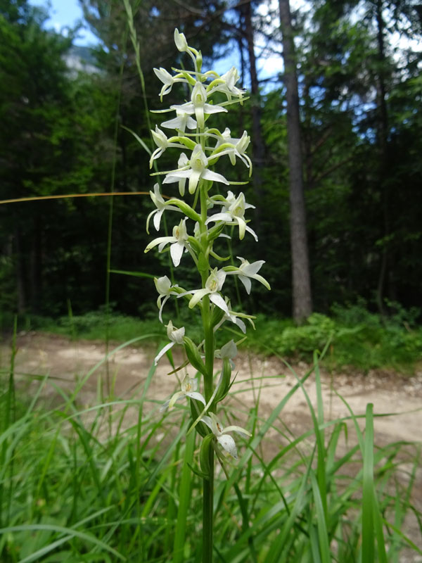 Platanthera bifolia........dal Trentino