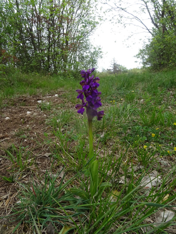 Anacamptis morio....da Cadine (TN)