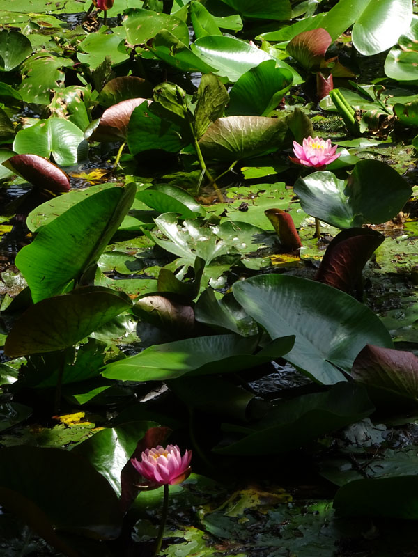 Nymphaea alba var. rosea ?