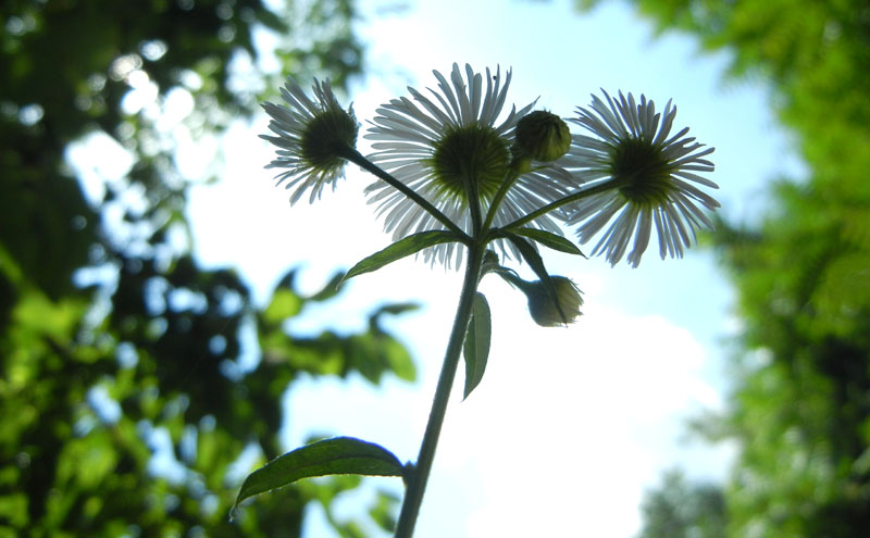 Erigeron annuus