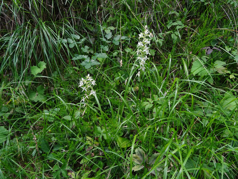 Platanthera bifolia........dal Trentino