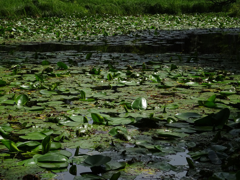 Nymphaea alba var. rosea ?