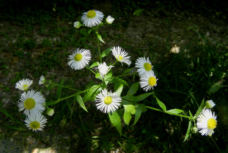 Erigeron annuus