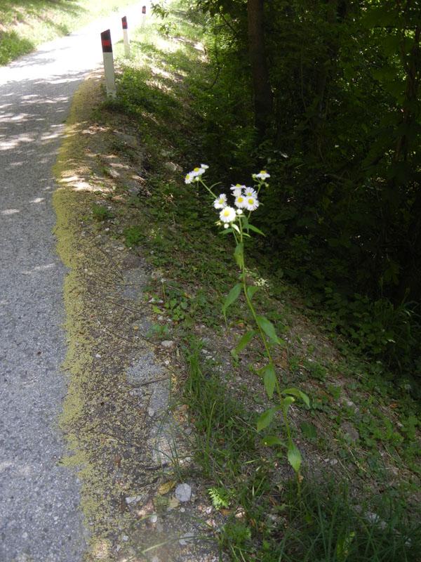 Erigeron annuus