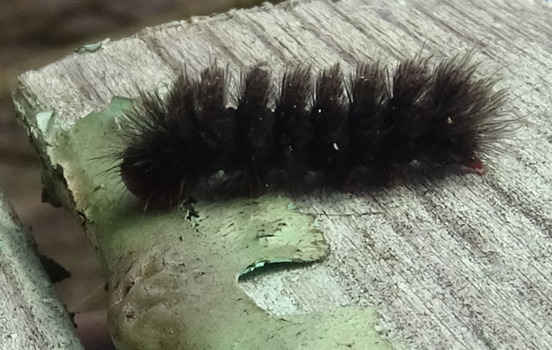 bruco: Amata sp. - Arctiidae.........dal Trentino